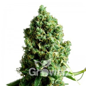 King Kush Auto Fem.