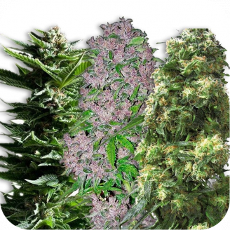 Купить семена марихуаны Sativa Mix #1 Auto Fem. Купить семена марихуаны Sativa Mix #1 Auto Fem.
