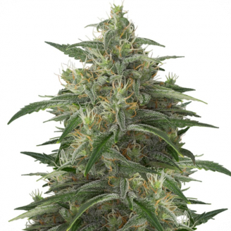 Купить семена марихуаны Moby Dick Fem. Купить семена марихуаны Moby Dick Fem.