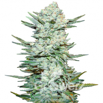 Lemon Pie Auto Fem.
