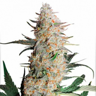 Купить семена марихуаны Orange Bud Auto Fem. Купить семена марихуаны Orange Bud Auto Fem.