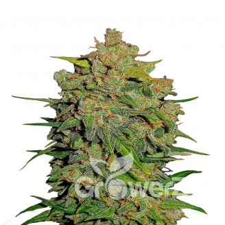 Lemon AK Auto Fem.