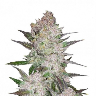 Купить семена марихуаны Cream Cookies Auto Fem. Купить семена марихуаны Cream Cookies Auto Fem.