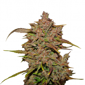 Купить семена марихуаны Crystal Meth Auto Fem. Купить семена марихуаны Crystal Meth Auto Fem.