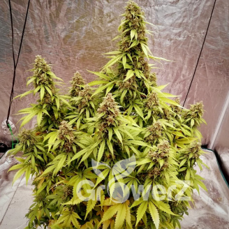 Astral Auto Fem.