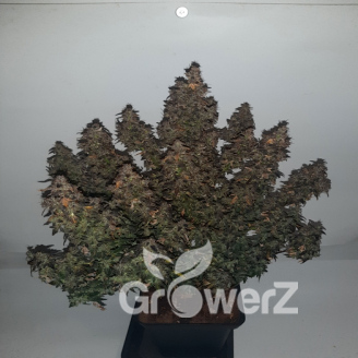 Medusa Auto Fem.