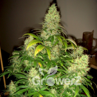 Medusa Auto Fem.