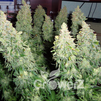 Medusa Auto Fem.