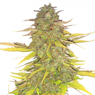 Купить семена марихуаны Acid Rain Auto Fem. Купить семена марихуаны Acid Rain Auto Fem.