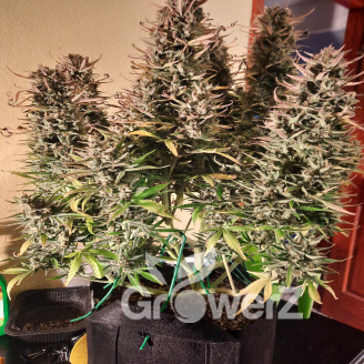 Acid Rain Auto Fem.