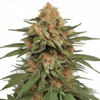 Купить семена марихуаны Papaya Cookies Auto Fem. Купить семена марихуаны Papaya Cookies Auto Fem.