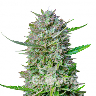 Guava Auto Fem.