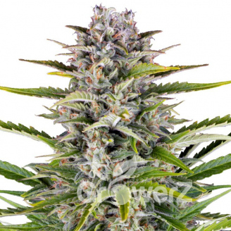 Gorilla Zkittlez Auto Fem.