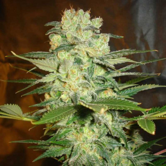 Afghan Original Auto Fem.