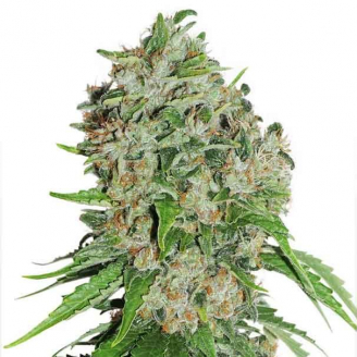 Купить семена марихуаны Bruce Banner Fem. Купить семена марихуаны Bruce Banner Fem.