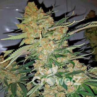 Bubble Sherbet Fem.