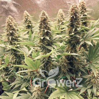 White Widow XL Fem.