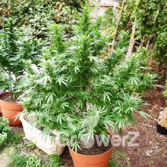 White Widow XL Fem.