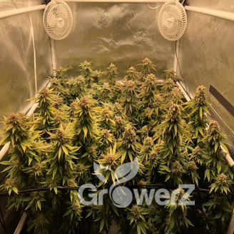 Gorilla Glue Fem.