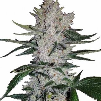 Купить семена марихуаны Grand Gorilla Auto Fem. Купить семена марихуаны Grand Gorilla Auto Fem.