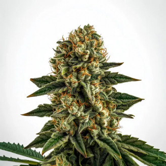 Купить семена марихуаны Gorilla Berry Auto Fem. Купить семена марихуаны Gorilla Berry Auto Fem.