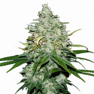 Купить семена марихуаны Fat Bastard Auto Fem. Купить семена марихуаны Fat Bastard Auto Fem.