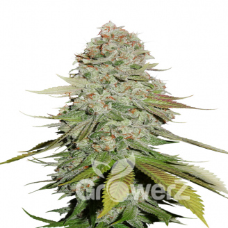 Keepers OG Auto Fem.