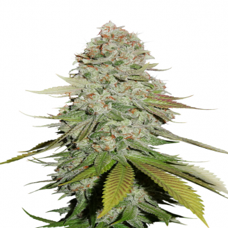 Купить семена марихуаны Keepers OG Auto Fem. Купить семена марихуаны Keepers OG Auto Fem.