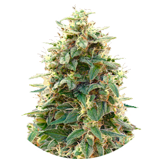 Купить семена марихуаны Cheese Auto Fem. Купить семена марихуаны Cheese Auto Fem.