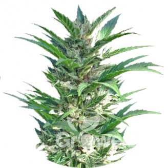 Haze Auto Fem.