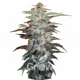 Zkittlez Auto Fem.
