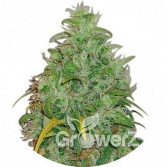 LSD #1 Reg.