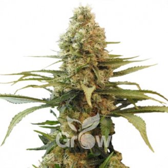 Voodoo Auto Fem.
