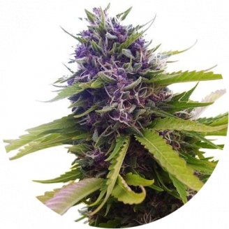 Купить семена марихуаны Blueberry Auto Fem. Купить семена марихуаны Blueberry Auto Fem.