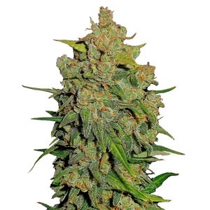 Купить семена марихуаны Fast Bud Auto Fem. Купить семена марихуаны Fast Bud Auto Fem.