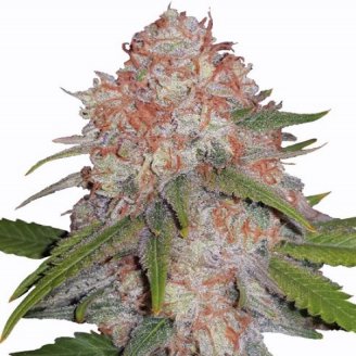 Купить семена марихуаны Runtz Punch Fem. Купить семена марихуаны Runtz Punch Fem.
