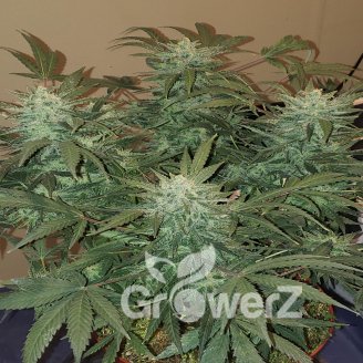 Titan Auto Fem.