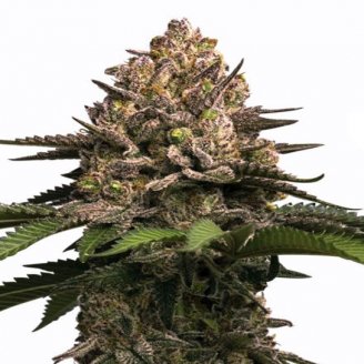 Купить семена марихуаны Sour Jealousy Auto Fem. Купить семена марихуаны Sour Jealousy Auto Fem.