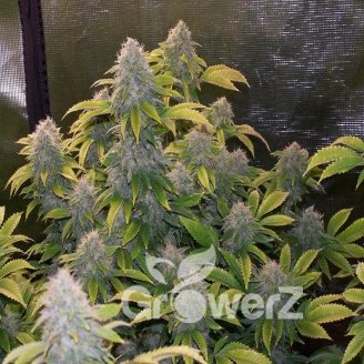 Bruce Banner Fem.