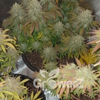 Bruce Banner # Fem.