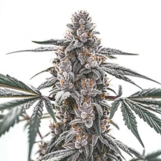 Купить семена марихуаны Black Widow Auto Fem. Купить семена марихуаны Black Widow Auto Fem.