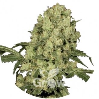 AK 47 Fem.